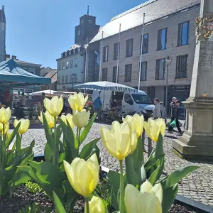 Markt Tulpen
